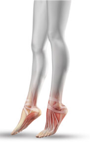 close up of female legs with partial muscle map
